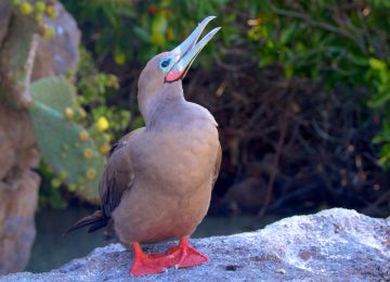 Red-footed-booby Galapagos Select Luxury Travel