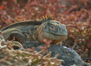 santa-fe-iguana©big 15