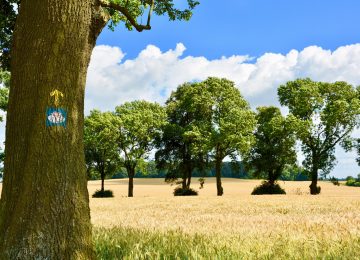 santiago-de-compostela-gc5a167e09_1920