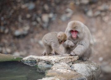 snow-monkey-4809479_1280