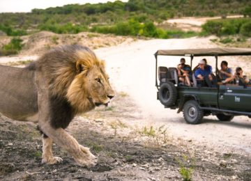 suedafrika-04-Lion_walking_Kruger_RET_RGB