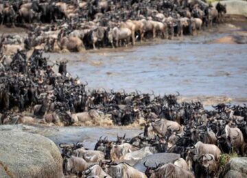 tanzania-riverine gnu great migration#