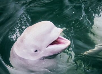 tengyart-Rn33nuiN6EM-unsplash