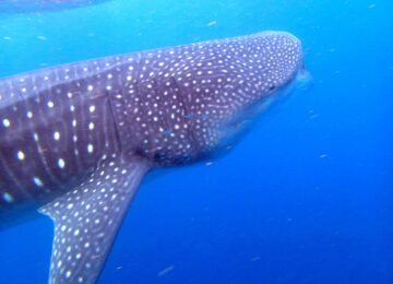 whale-shark-492644_1280