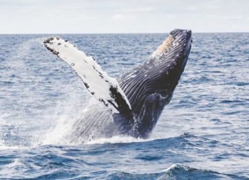 whale-swimming-sea-© svart.no