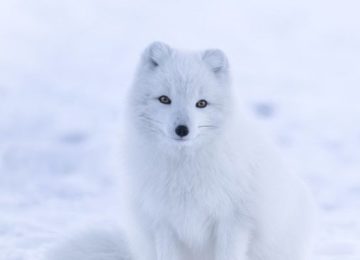 White Fox Snow©Svart Hotel Norwegen