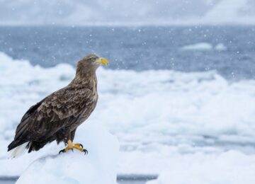 white-tailed-eagle-8640046_1280