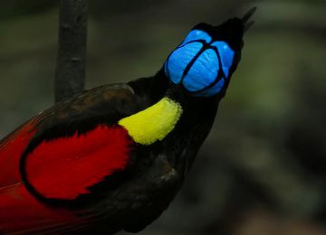 Select Luxury Travel Aqua Blu Indonesien Raja Ampat wilson’s bird of paradise competing to attract a female by dancing in the gloom of the forest floor