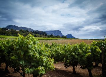 ©Curated Experience_Exploring the Winelands