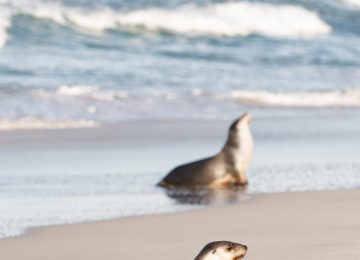 Southern Ocean Lodge