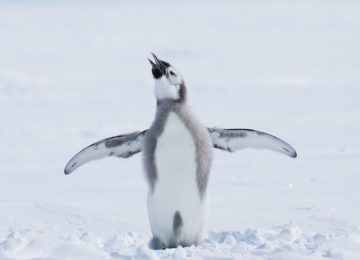 ©WhiteDesertAntarctica00062