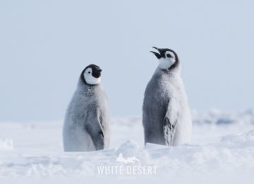 ©WhiteDesertAntarctica00063