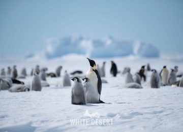 ©WhiteDesertAntarctica00066