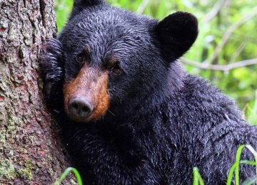 ©Winterlake Lodge, Bear