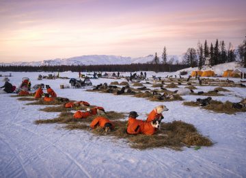©Winterlake Lodge, dogs