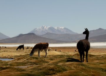 ©andean.travel_PUQIO 15